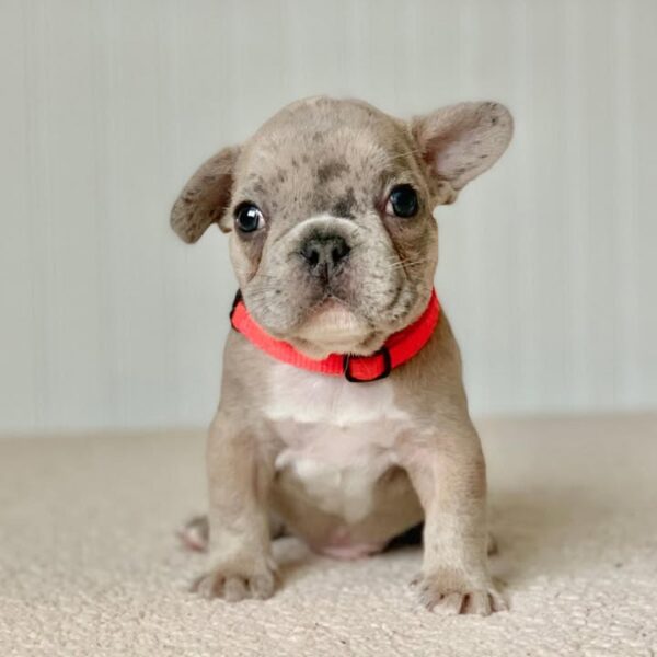 Coco(Female)