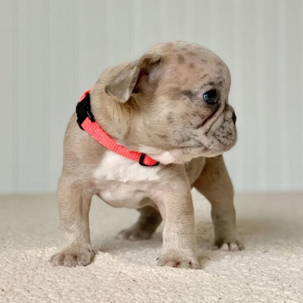 Coco(Female) - Image 3