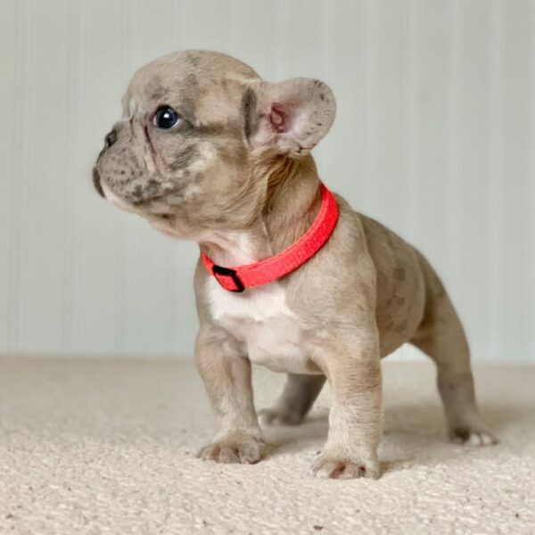 Coco(Female) - Image 2