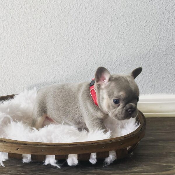 Bella(Female) - Image 3