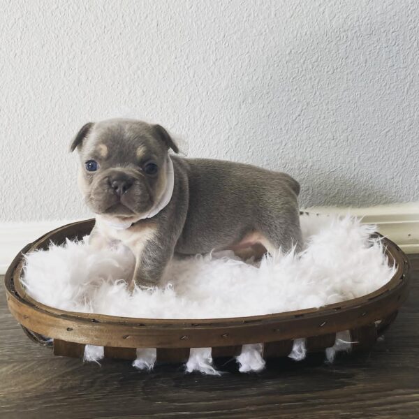 Rosie(Female)