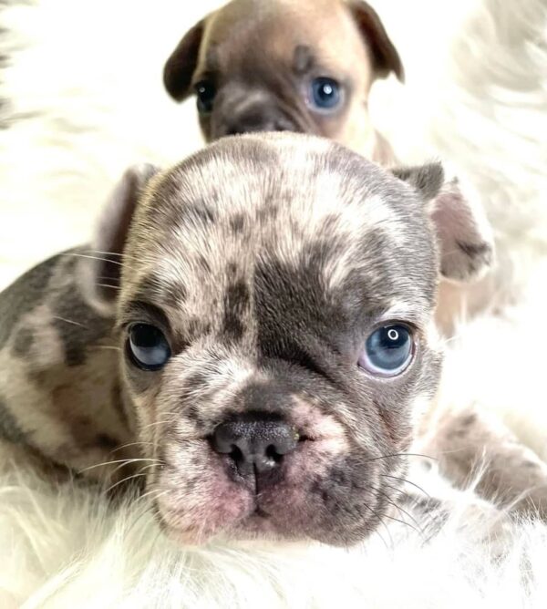 Milo (Male) - Image 3