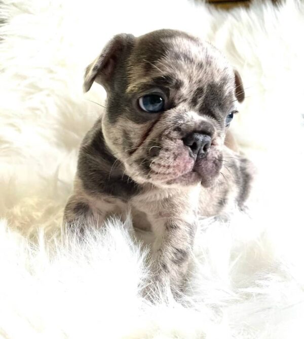 Milo (Male)