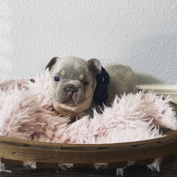 Rosie(Female) - Image 3