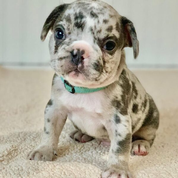 Luna(Female)