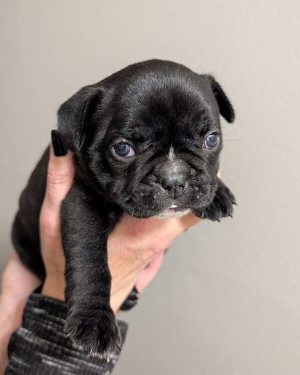 Bruno(Male) - Image 3