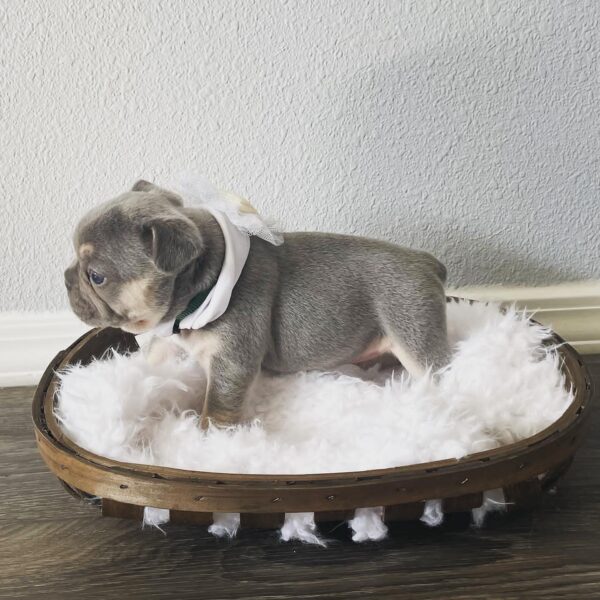 Walter(Female) - Image 4