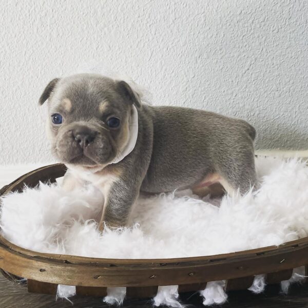 Walter(Female) - Image 5