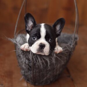 Buy frenchton puppy