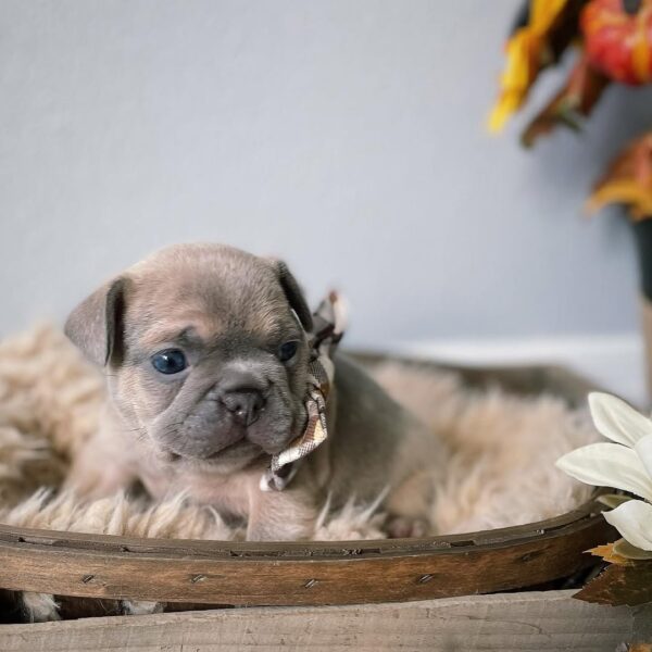Milo(Male) - Image 4