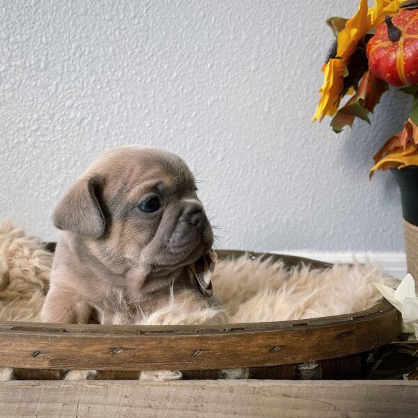 Milo(Male) - Image 3